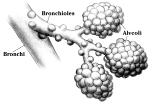 Akshar_Pediatrics_Bronchiolitis and Your Young Child 4